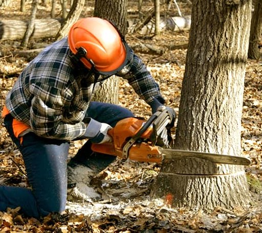 Tree Removal in Jetmore, KS